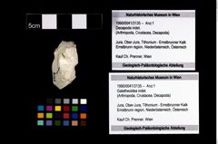 Foto (Objekt + Etikett) von Galatheoidea indet.  (NHMW-GEO-1990-0041-3135)